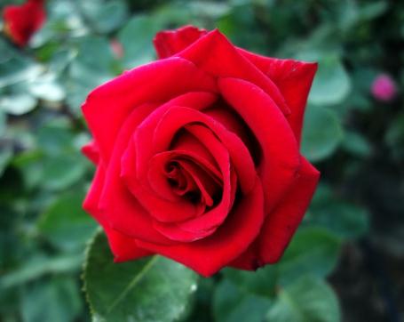 红玫瑰的花语和寓意,9朵玫瑰花朵花语代表